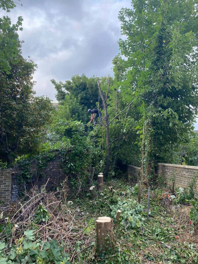 This is a photo of an overgrown garden, where the trees are being felled. Four large trees have already been felled, and there is a tree surgeon standing on the final one, about to cut it down. Photo taken by Armour Tree Surgery Northampton