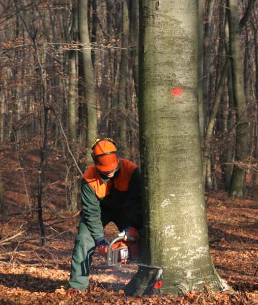 This is a photo of a tree surgeon cutting into the base of a large tree which is being felled. He is using a petrol chainsaw. The tree is about sixty inches wide. Photo taken by Armour Tree Surgery Northampton